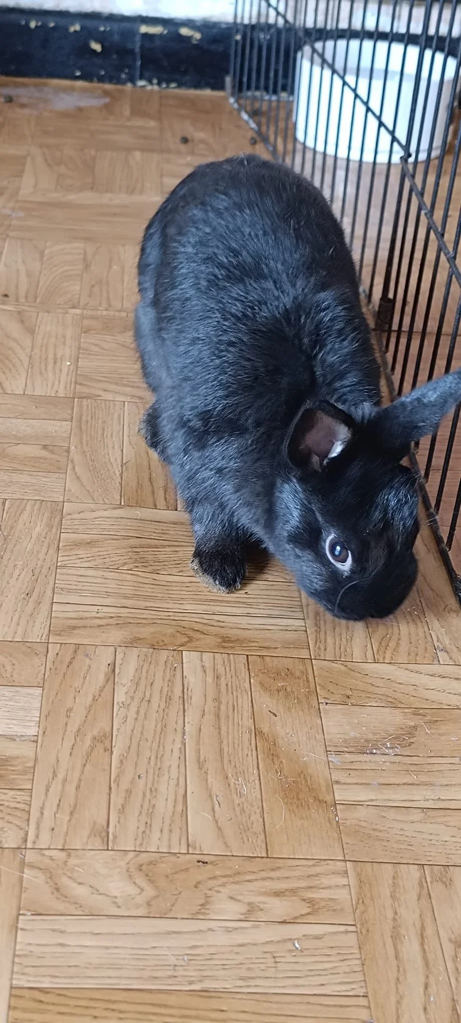 Pepino, male mixed breed for adoption at ANAC - Amigos de los Conejos