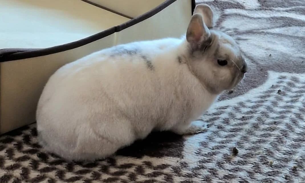 Luisito,  mixed breed for adoption at ANAC - Amigos de los Conejos