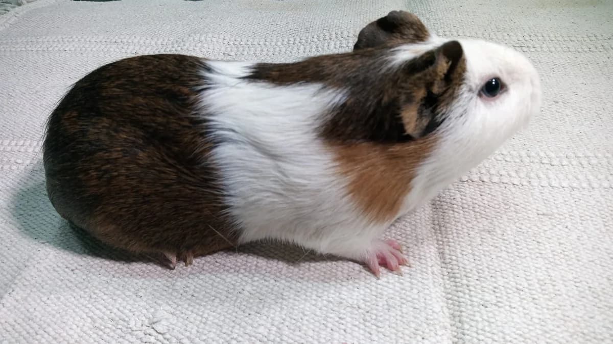 Cala,  Guinea Pig for adoption at ANAC - Amigos de los Conejos