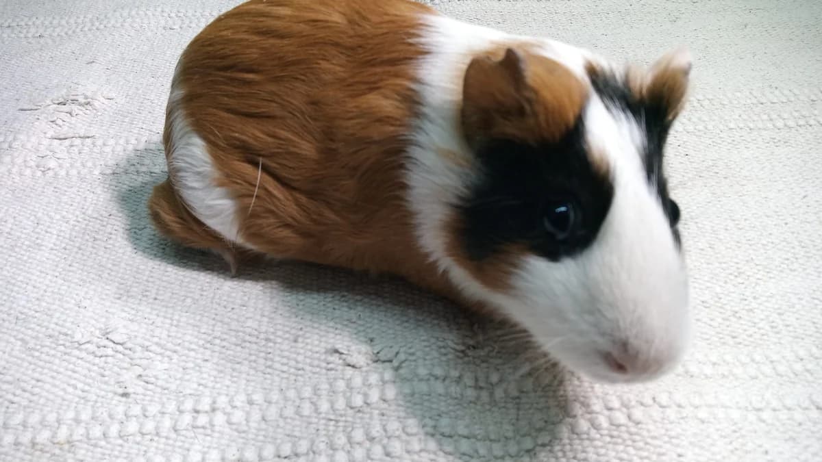 Azucena,  Guinea Pig for adoption at ANAC - Amigos de los Conejos