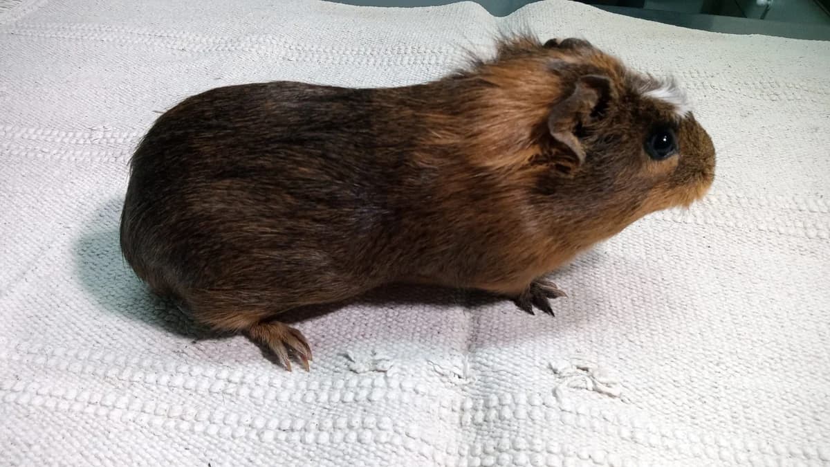 Orquídea,  Guinea Pig for adoption at ANAC - Amigos de los Conejos