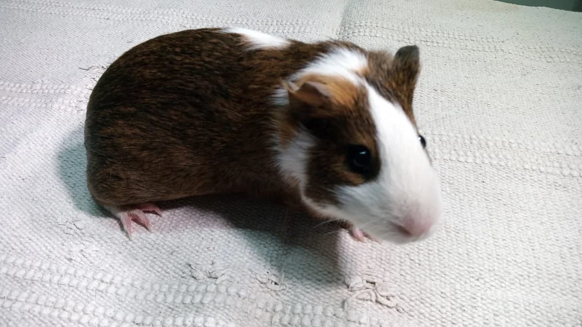 Violeta,  Guinea Pig for adoption at ANAC - Amigos de los Conejos
