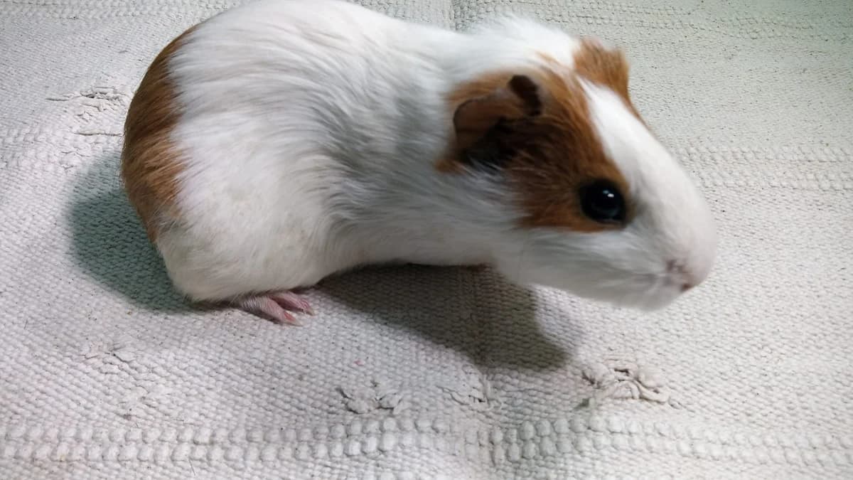 Hortensia,  Guinea Pig for adoption at ANAC - Amigos de los Conejos