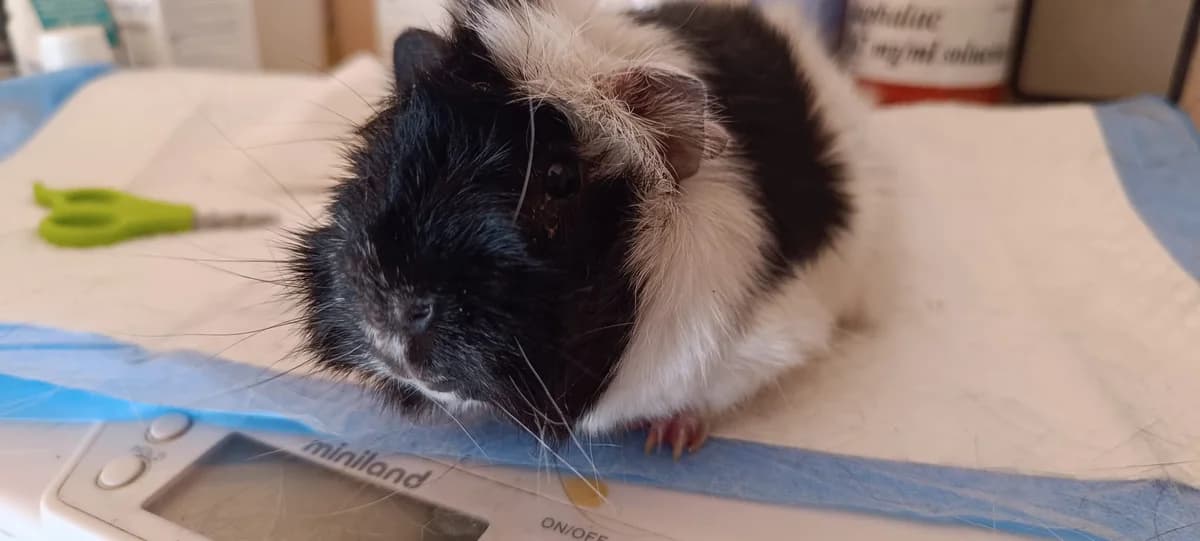 Ramsés,  Guinea Pig for adoption at ANAC - Amigos de los Conejos