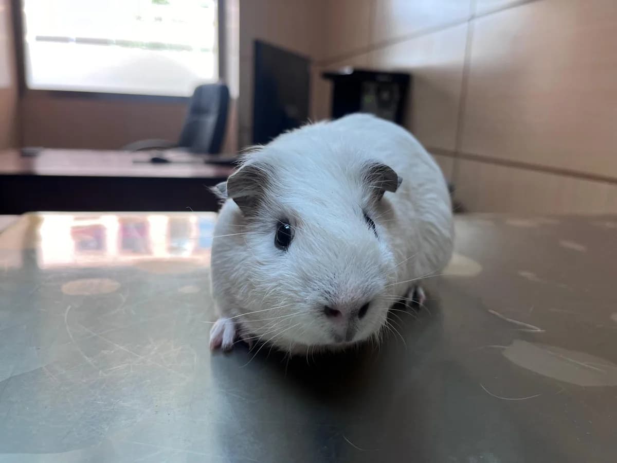 Tadeo,  Guinea Pig for adoption at ANAC - Amigos de los Conejos