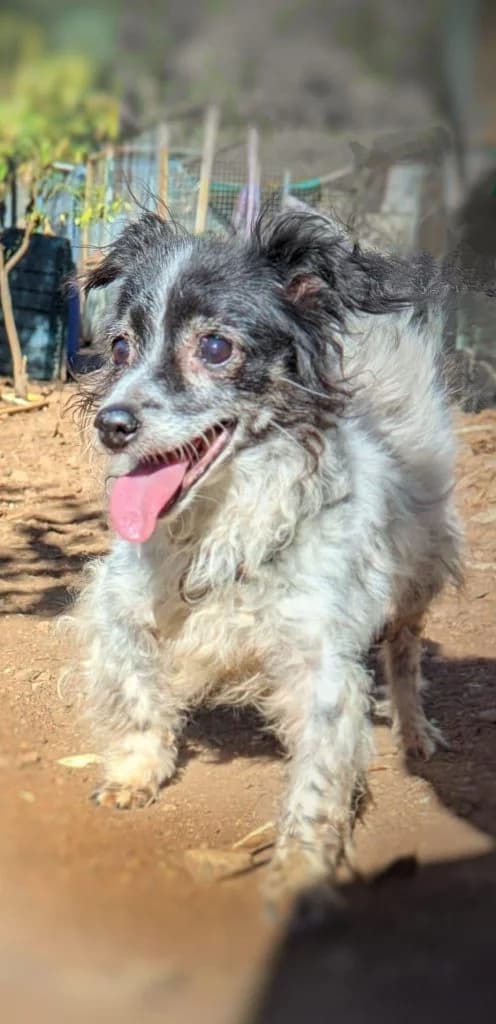 EVA, female senior Mixed Breed for adoption at Anahi Dog Rescue
