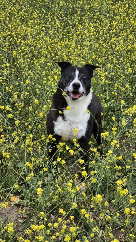 Clyde, male senior Mixed Breed for adoption at Anahi Dog Rescue