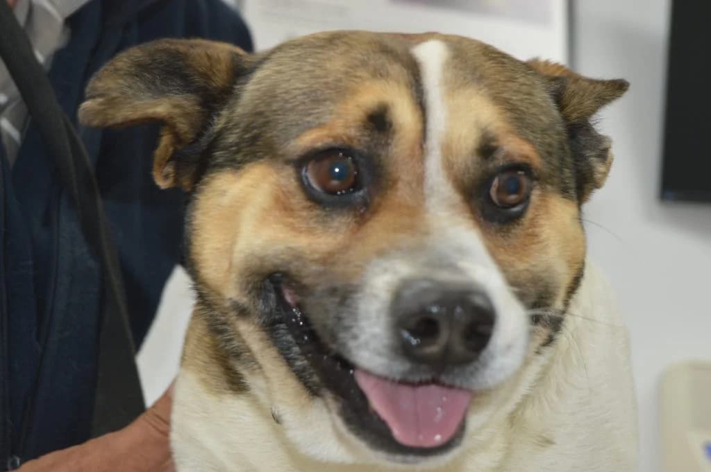 Duque, male senior Mixed Breed for adoption at Anahi Dog Rescue