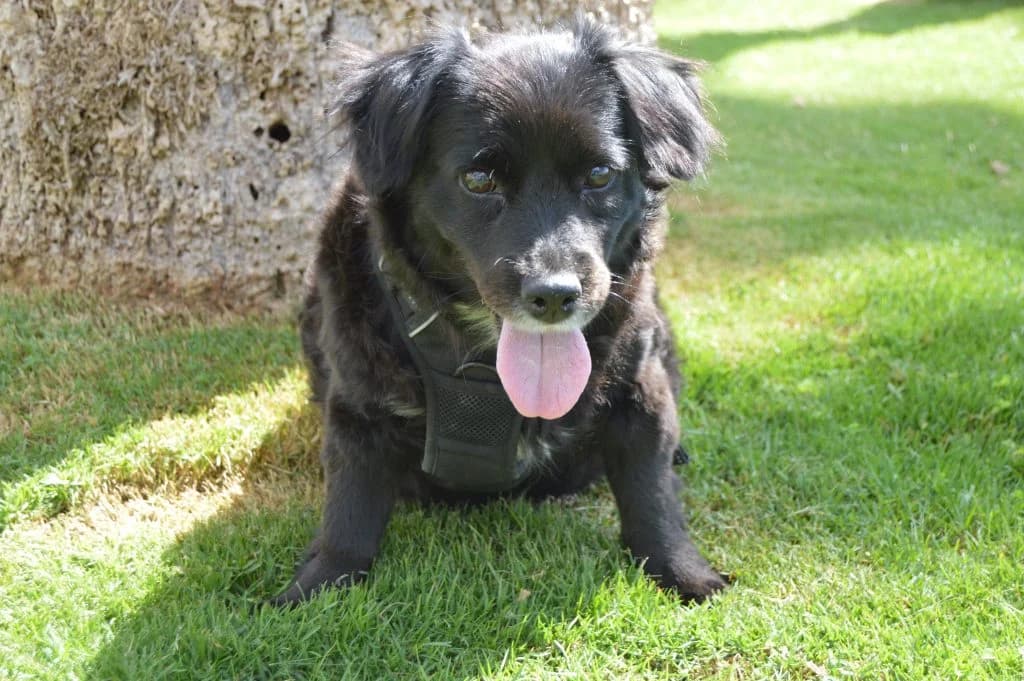 Choki, female Mixed Breed for adoption at Anahi Dog Rescue