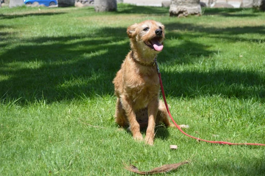 Lucy, female senior Mixed Breed for adoption at Anahi Dog Rescue