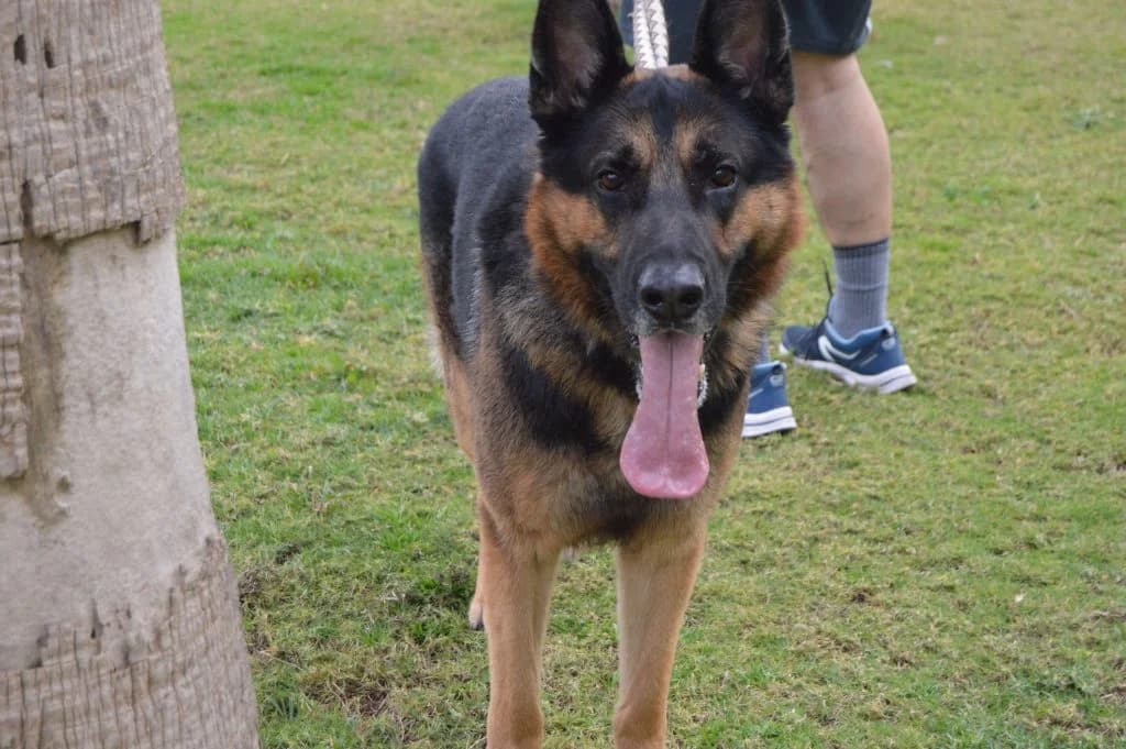 Norte, male senior Mixed Breed for adoption at Anahi Dog Rescue