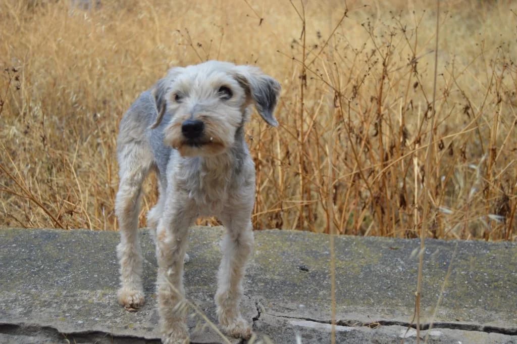 Rasta, male senior Mixed Breed for adoption at Anahi Dog Rescue