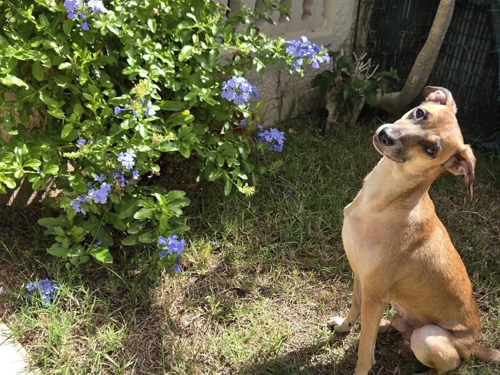 Hugo, male 5yo Mixed Breed for adoption at Anahi Dog Rescue