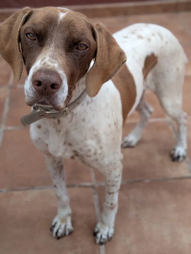 Lolo, male Mixed Breed for adoption at Anahi Dog Rescue