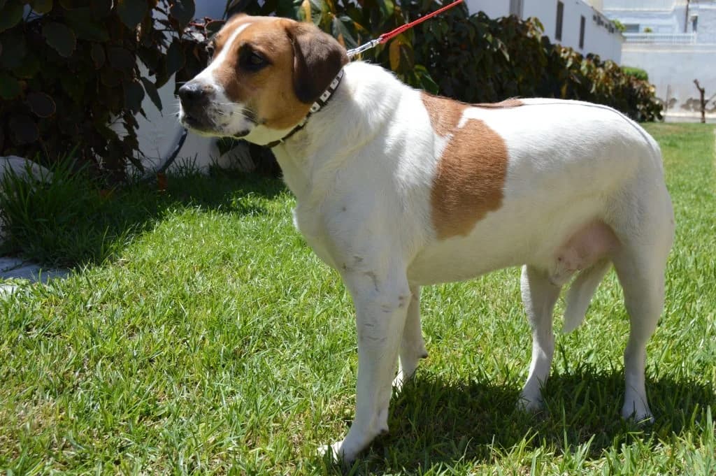 Dasel, male senior Mixed Breed for adoption at Anahi Dog Rescue