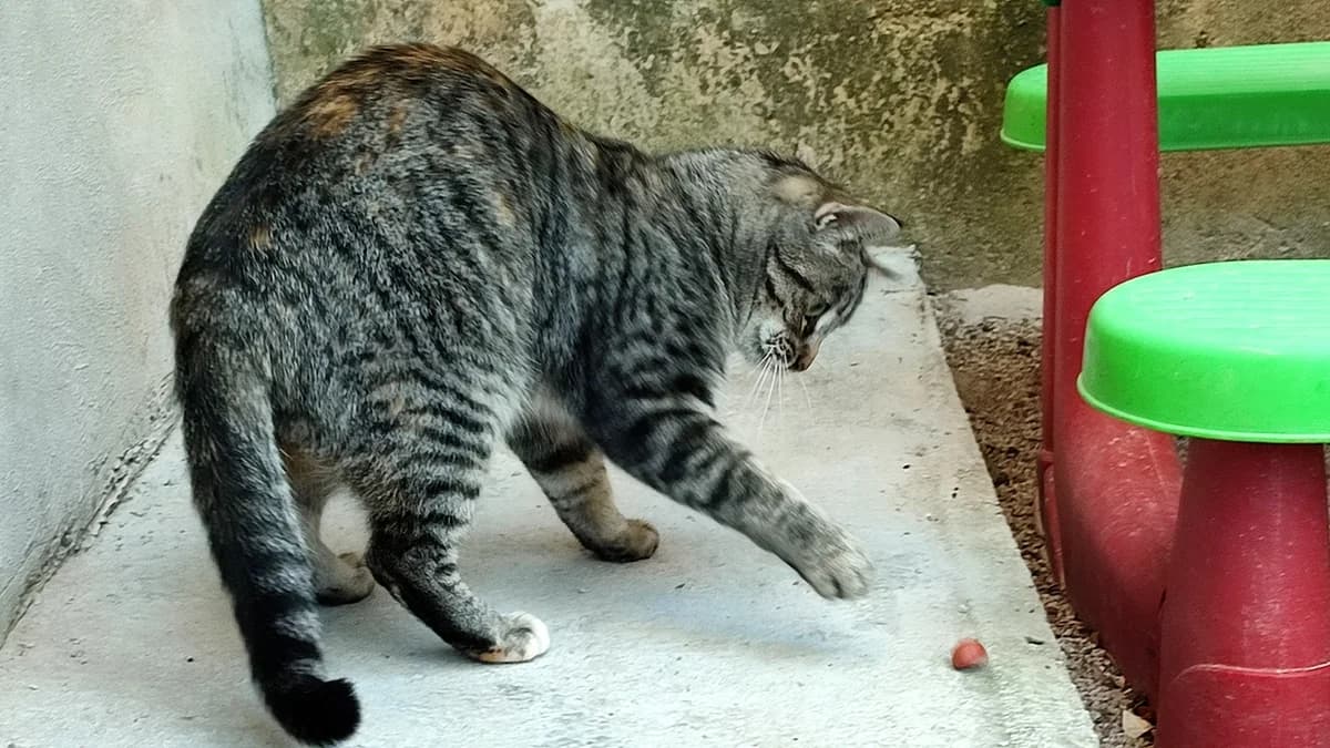 Viggo, European Shorthair (ANERPA)