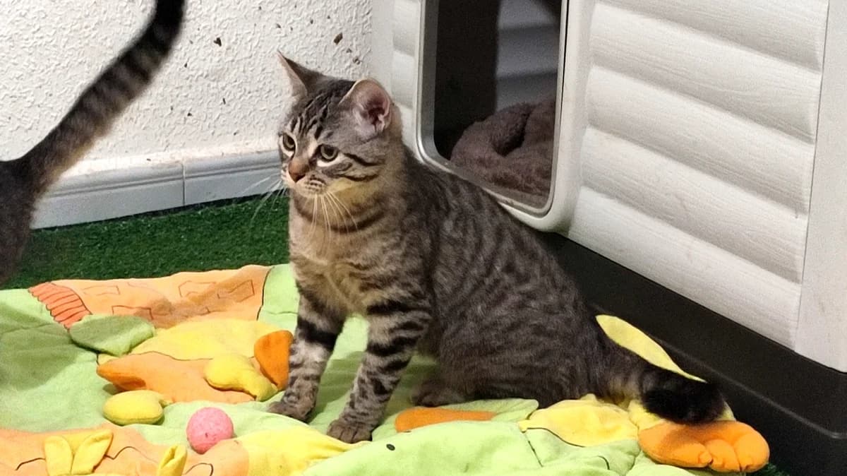 Bonnie, Atigrado female European Shorthair for adoption at ANERPA