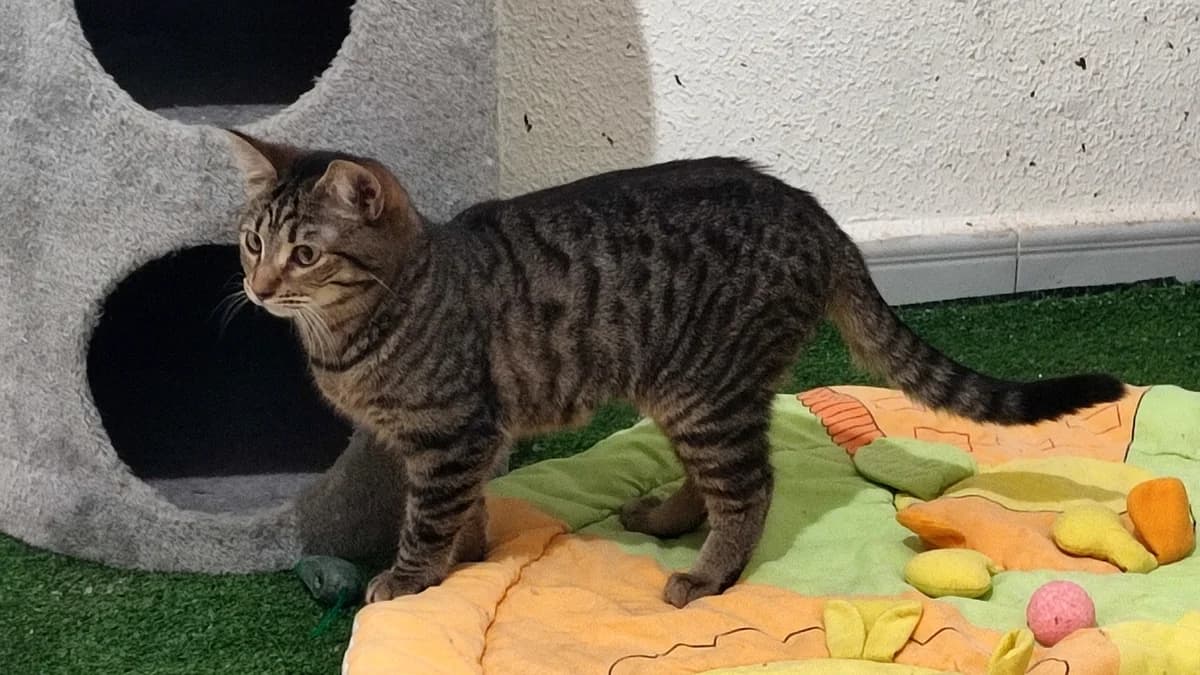 Clyde, Atigrado female European Shorthair for adoption at ANERPA