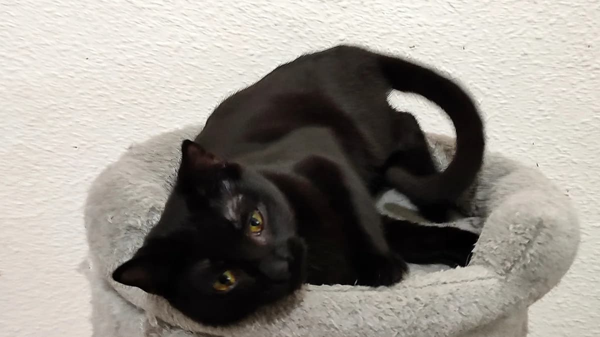 Espiguilla, Negro female European Shorthair for adoption at ANERPA