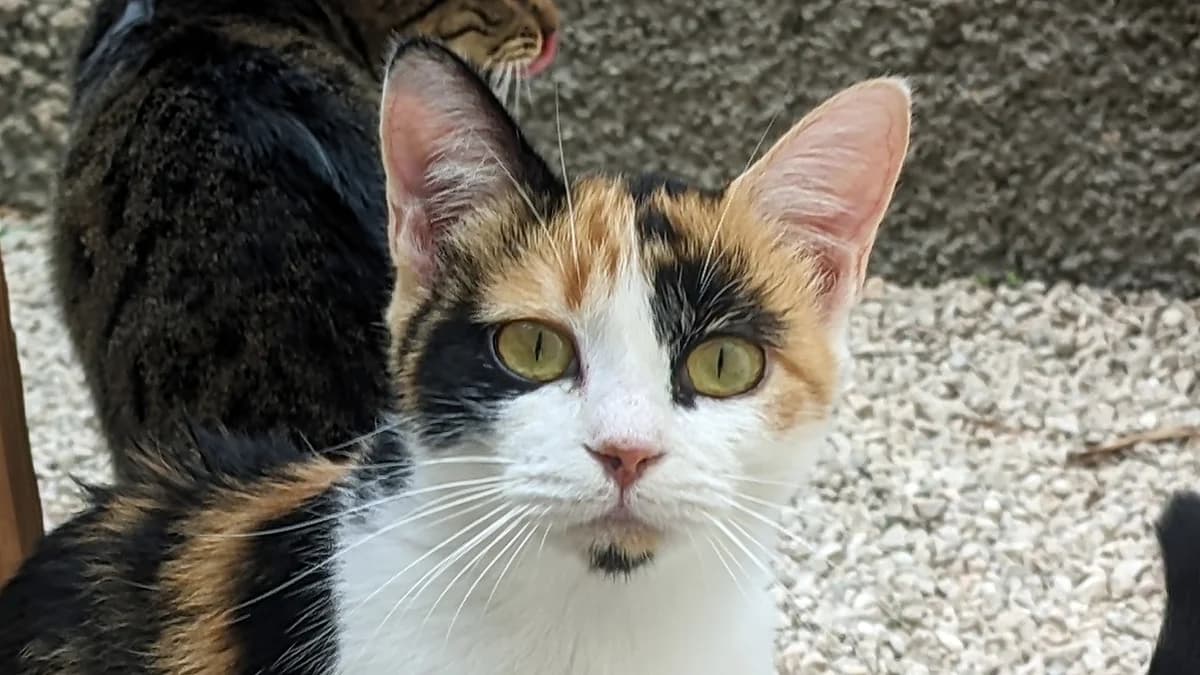 Free, Tricolor female 4yo European Shorthair for adoption at ANERPA