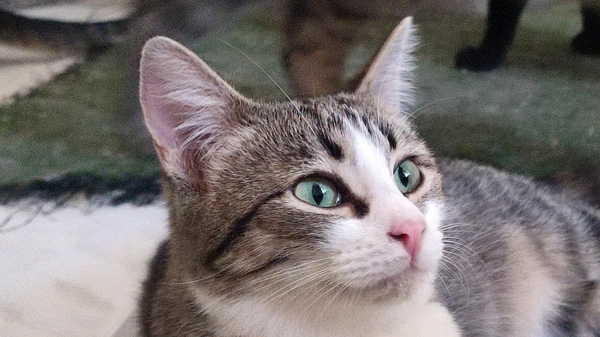 Kiwi, Atigrado y blanco female European Shorthair for adoption at ANERPA