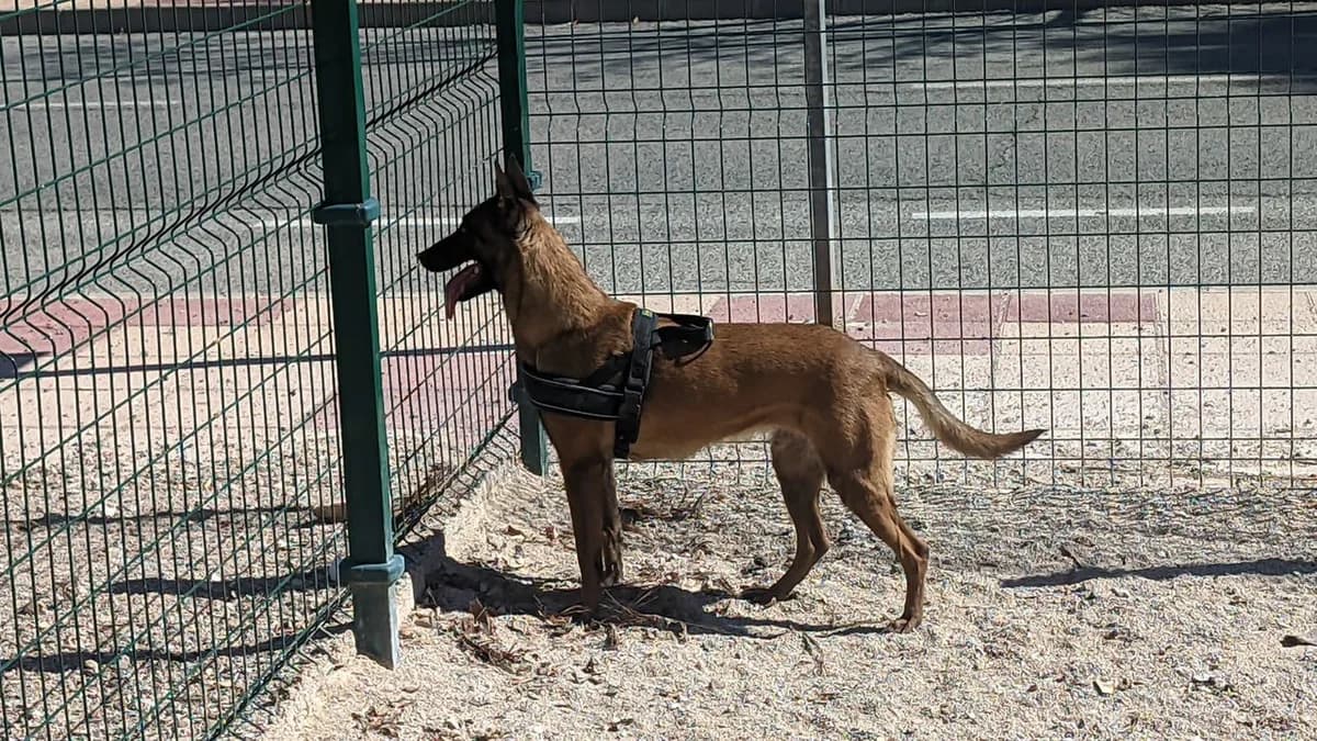 Poli, Leonado female Belgian Malinois for adoption at ANERPA