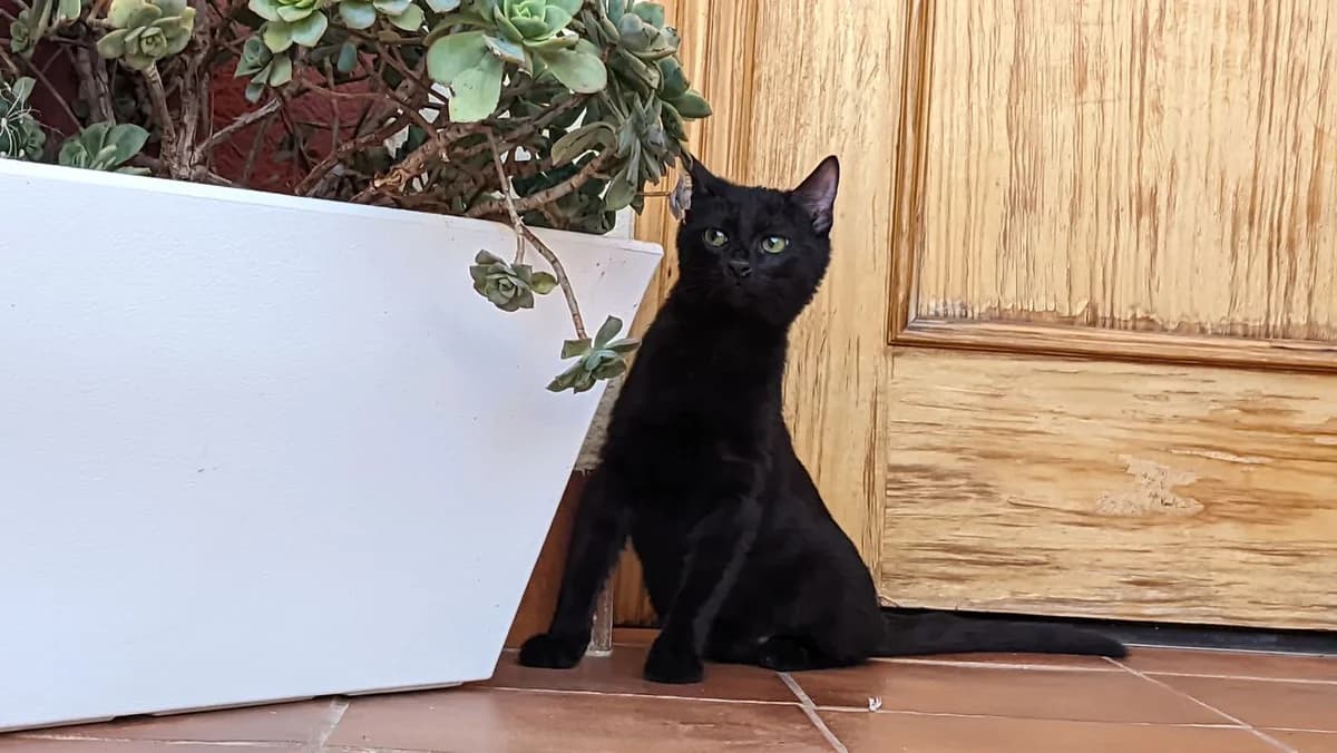 GRU, Negro male European Shorthair for adoption at ANERPA