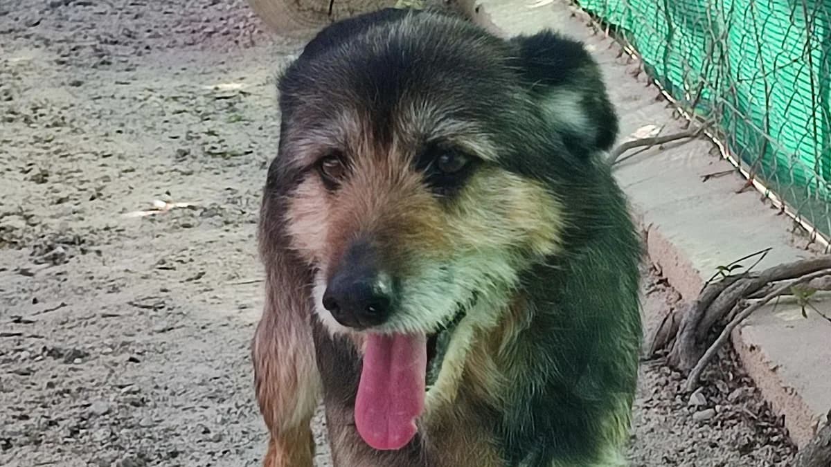 Speed, Tricolor male mixed breed for adoption at ANERPA