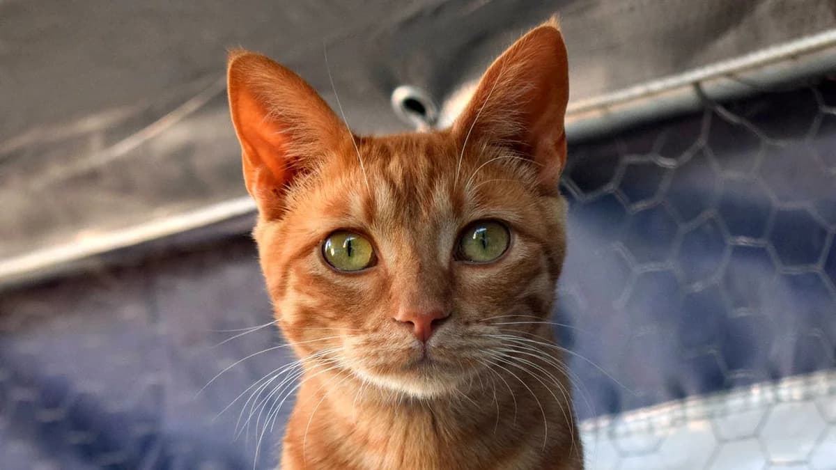 Etna, Naranja female young European Shorthair for adoption at ANERPA