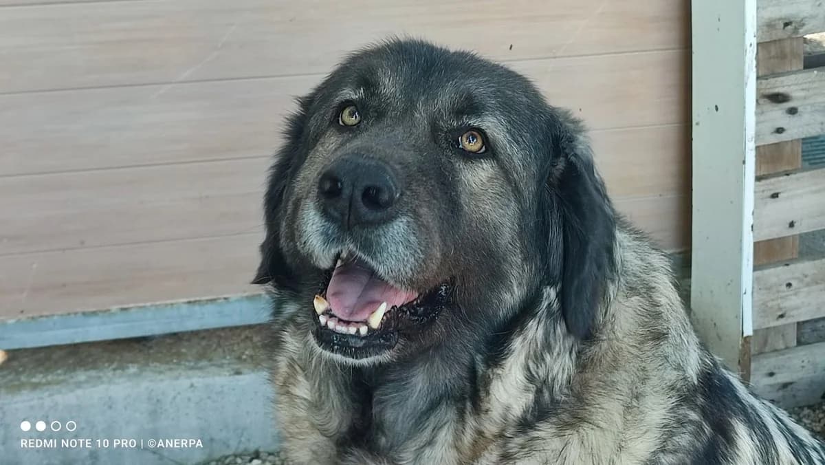 Volga, Gris female 5yo mixed breed for adoption at ANERPA