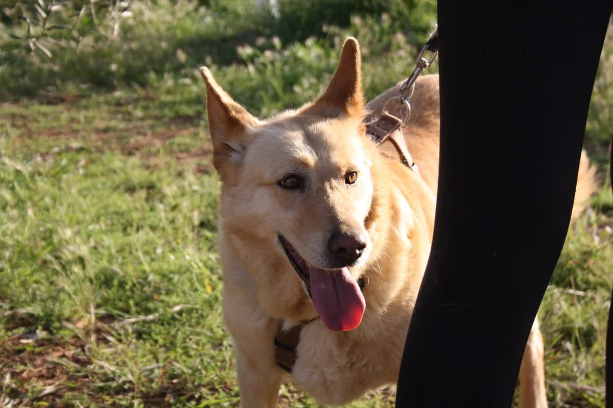 AKIRA, female Mixed Breed for adoption at Animales de Baeza