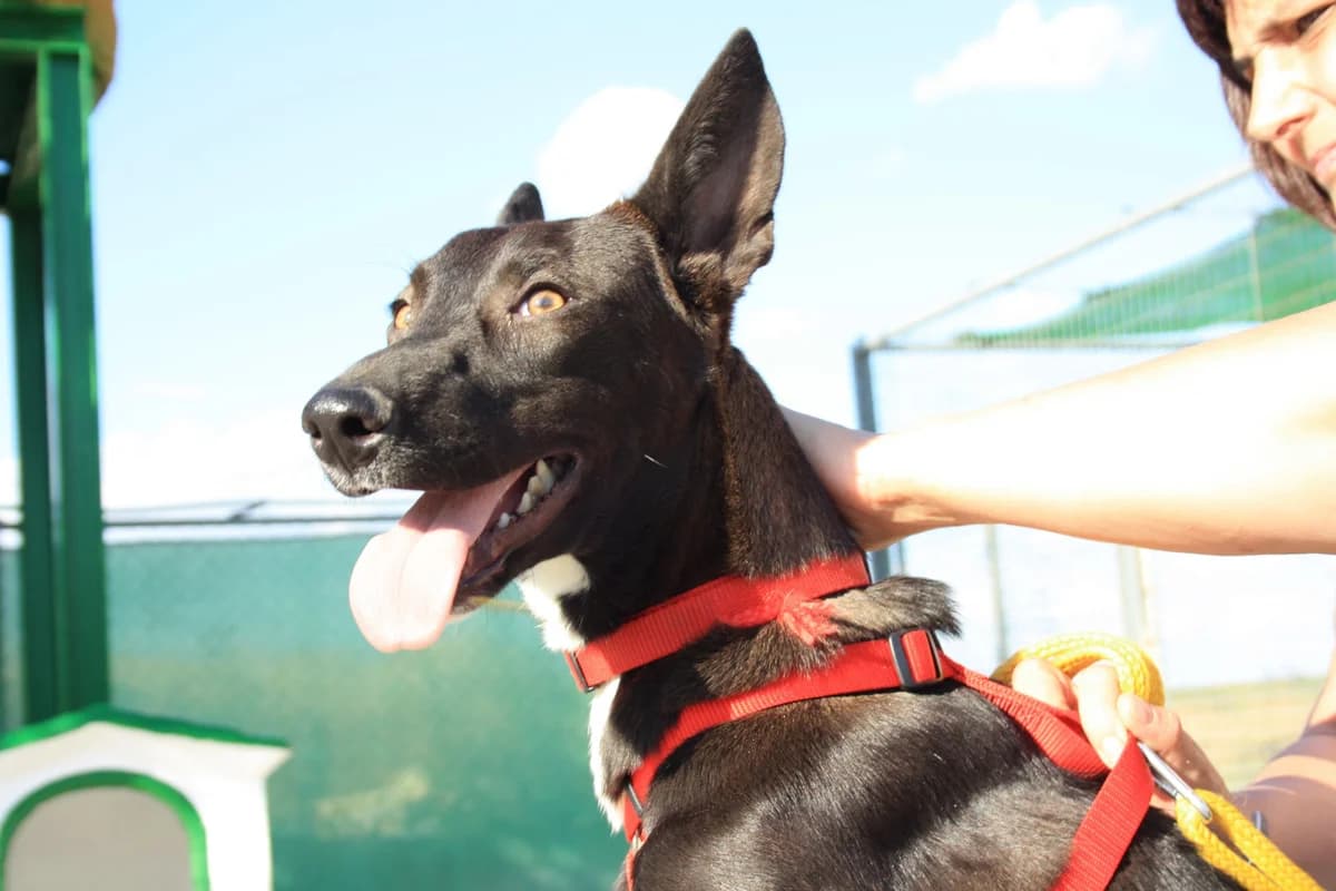 ANUBIS, male Mixed Breed for adoption at Animales de Baeza