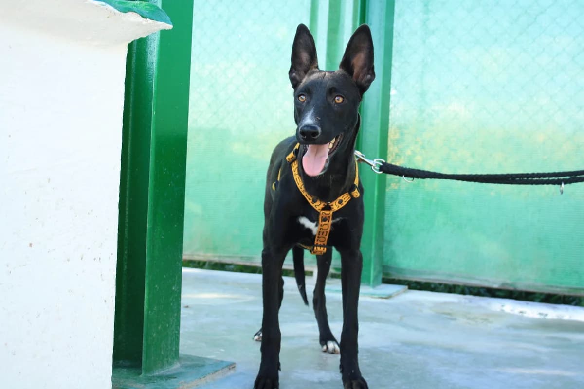 AKIL, male Mixed Breed for adoption at Animales de Baeza