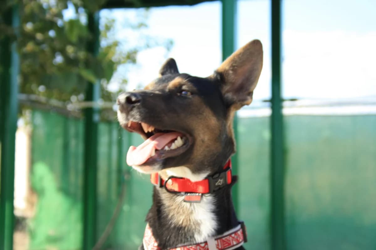 DONKOR, male Mixed Breed for adoption at Animales de Baeza
