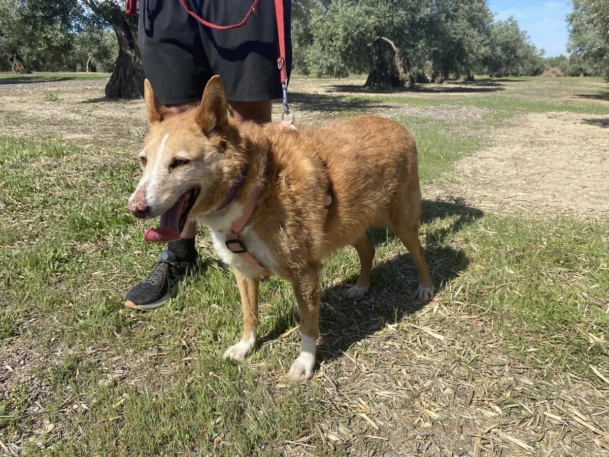SITA, female Mixed Breed for adoption at Animales de Baeza