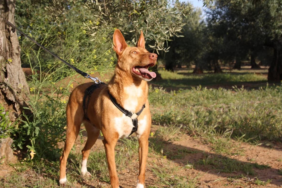 ANDREU, male Mixed Breed for adoption at Animales de Baeza