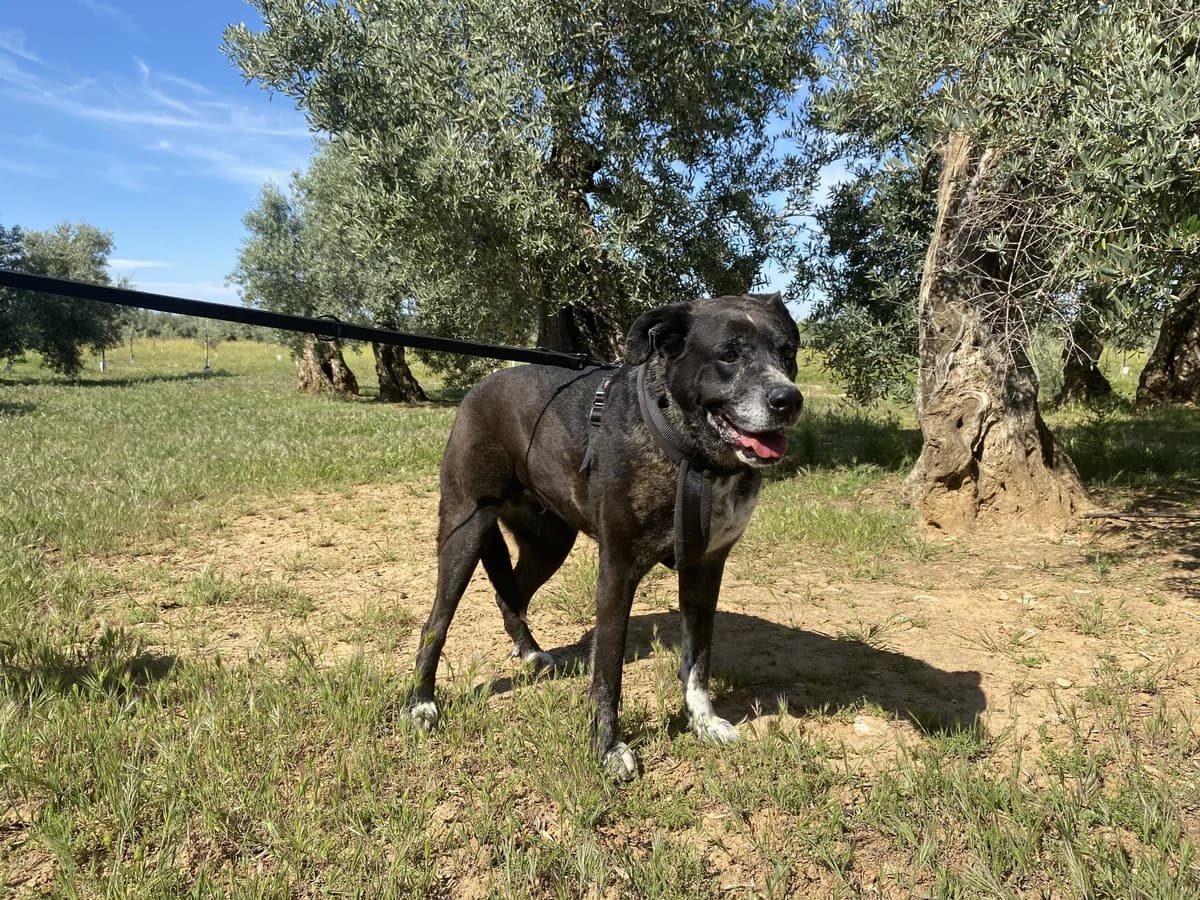 TRUFA, female Mixed Breed for adoption at Animales de Baeza