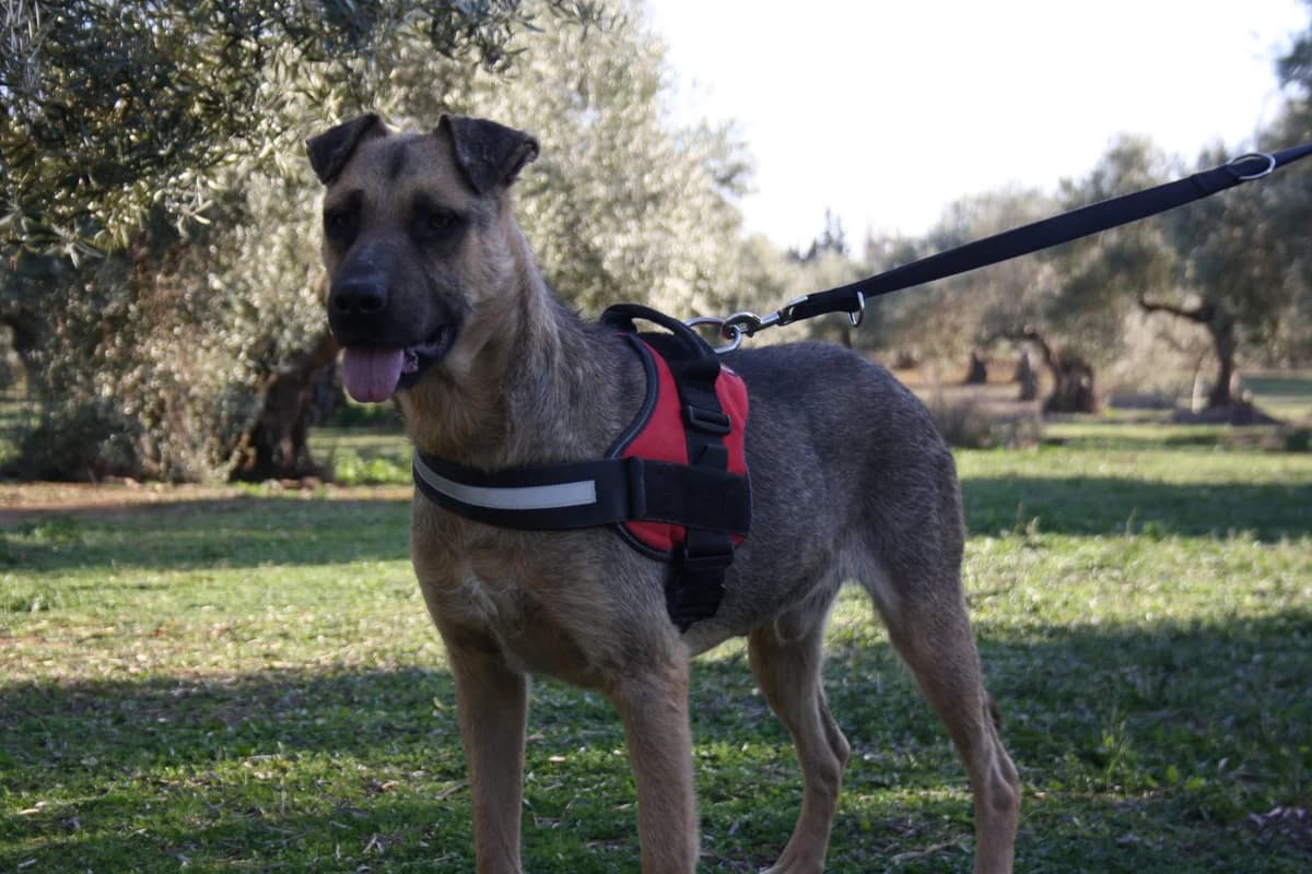 OTTO, male Mixed Breed for adoption at Animales de Baeza