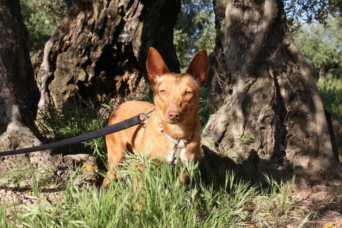 KENIA, female Mixed Breed for adoption at Animales de Baeza