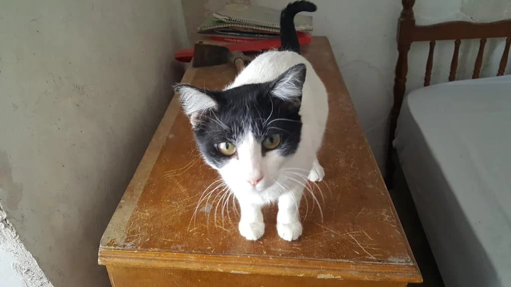LUKI, male Mixed Breed for adoption at Animales de Baeza