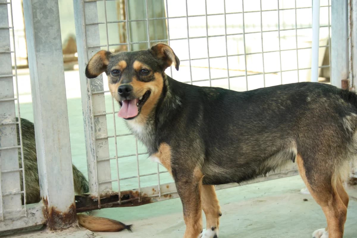 FLOR, female Mixed Breed for adoption at Animales de Baeza