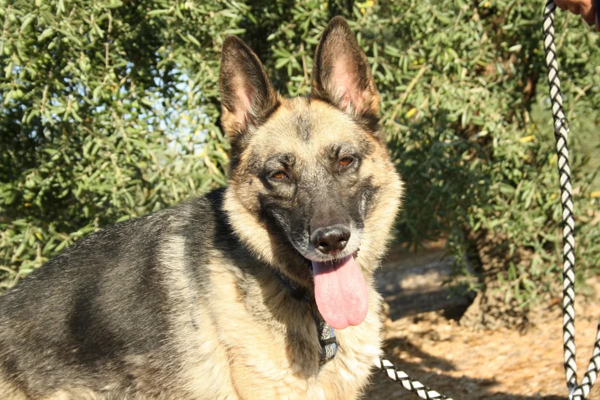 JARA, female Mixed Breed for adoption at Animales de Baeza