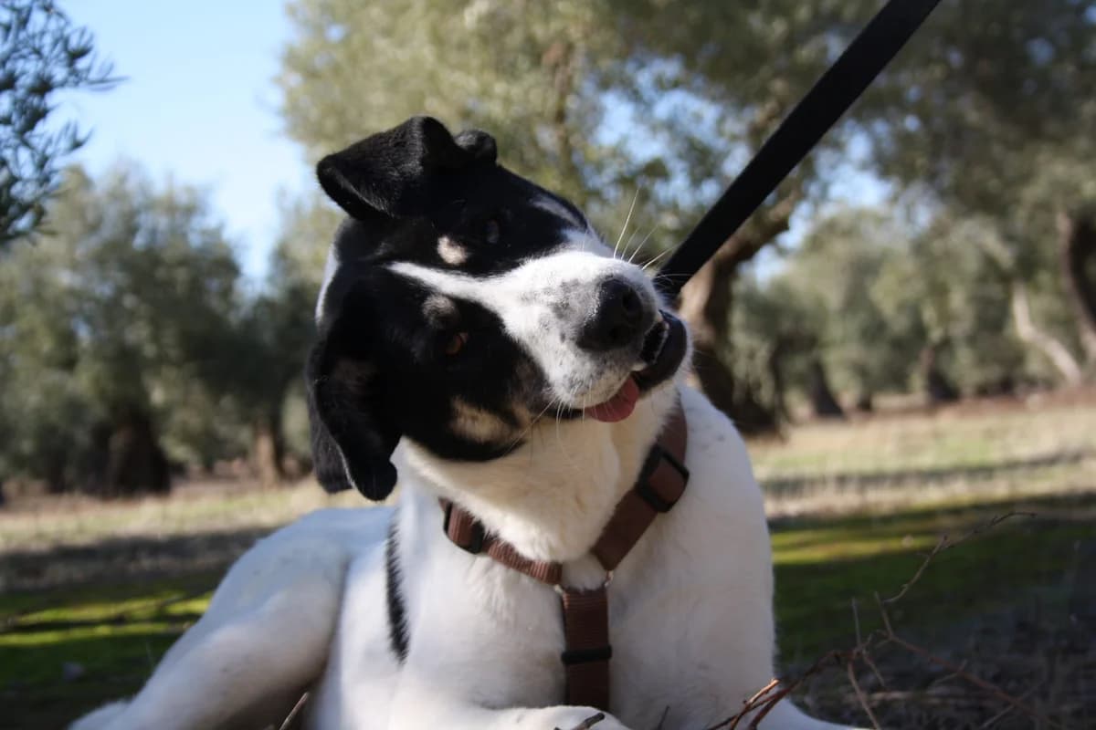 MANILA, female Mixed Breed for adoption at Animales de Baeza