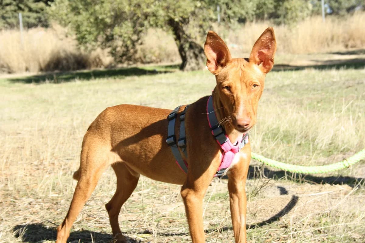IKER, male Mixed Breed for adoption at Animales de Baeza