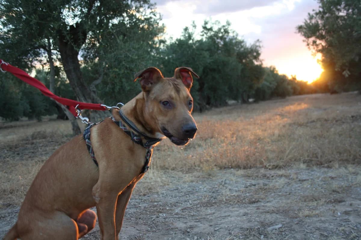 ASTRO, male Mixed Breed for adoption at Animales de Baeza