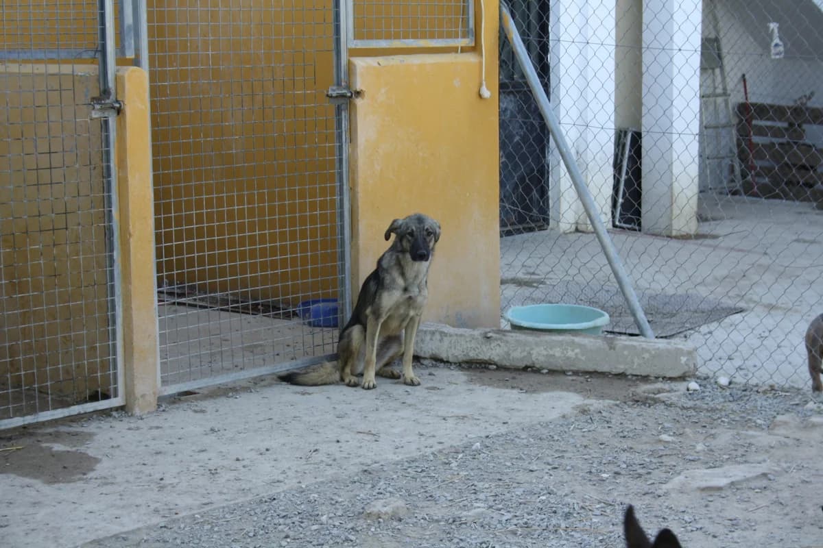 MULAN, female Mixed Breed for adoption at Animales de Baeza