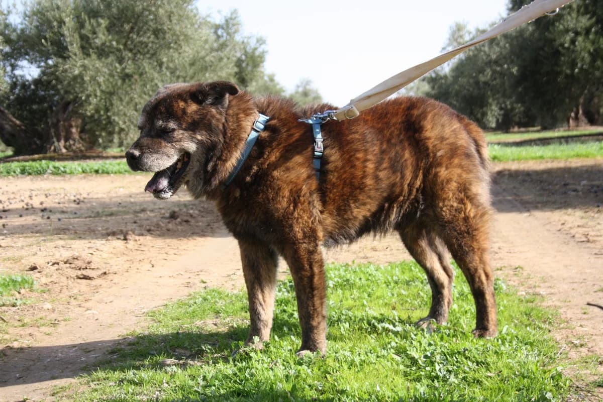 TOM, male Mixed Breed for adoption at Animales de Baeza