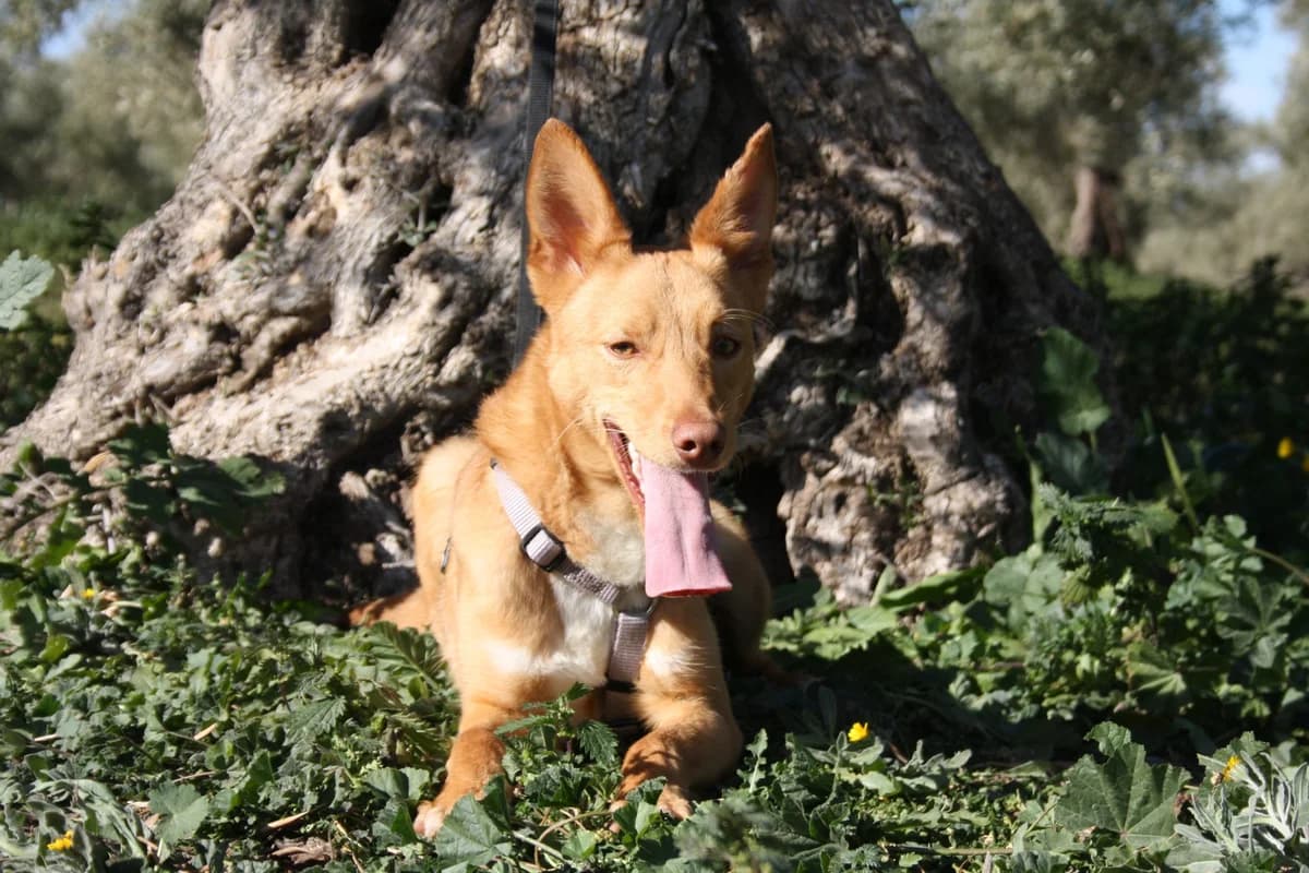 DYLAN, male Mixed Breed for adoption at Animales de Baeza