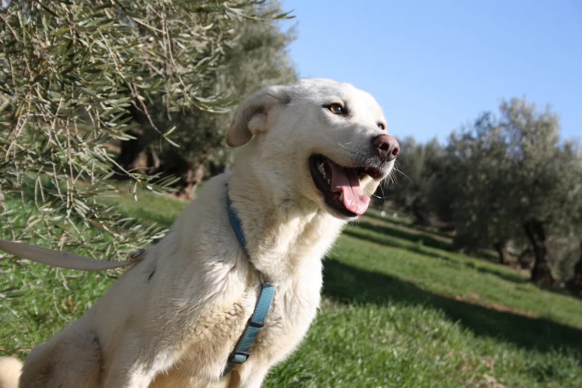 BOHEMIA, female Mixed Breed for adoption at Animales de Baeza