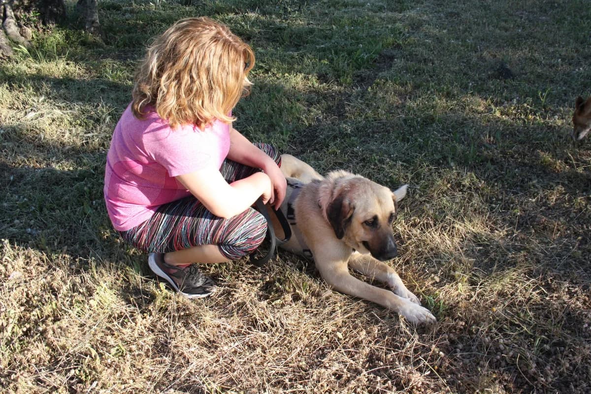 WICCA, female Mixed Breed for adoption at Animales de Baeza